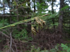 Carex castanea