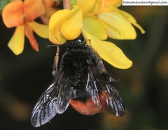 Bombus pyrosoma