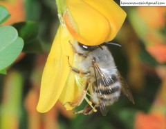 Anthophora melanognatha