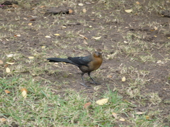 Quiscalus mexicanus