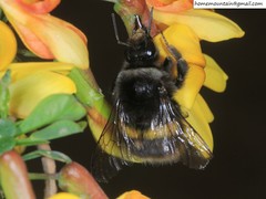 Bombus ganjsuensis