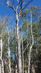 Lyonothamnus floribundus floribundus
