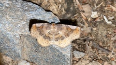 Pangrapta perturbans