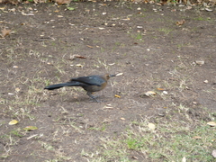 Quiscalus mexicanus