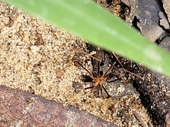 Leptomyrmex rothneyi