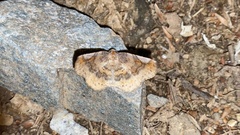 Pangrapta perturbans