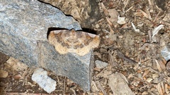 Pangrapta perturbans