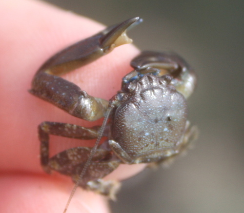 Petrolisthes eriomerus