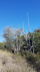 Lyonothamnus floribundus floribundus