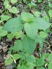 Lamiaceae