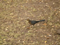 Quiscalus mexicanus