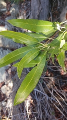 Lyonothamnus floribundus floribundus