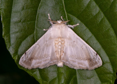 Ernolatia moorei