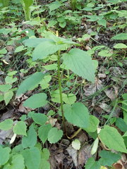Lamiaceae