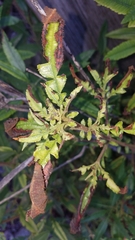 Lyonothamnus floribundus floribundus