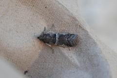 Acrobasis romanella