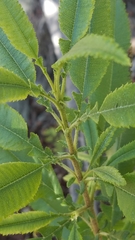 Lyonothamnus floribundus floribundus