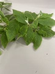 Rhododendron macrosepalum