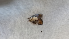 Negritothripa hampsoni