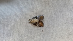 Negritothripa hampsoni