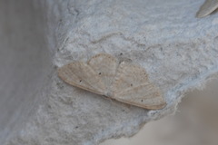 Idaea palaestinensis
