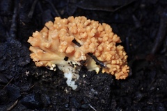 Ramaria capitata
