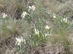 Iris glaucescens
