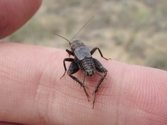 Modicogryllus frontalis