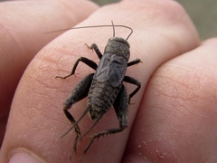 Modicogryllus frontalis