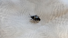 Deraeocoris sanghonami