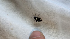 Deraeocoris sanghonami