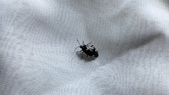 Deraeocoris sanghonami