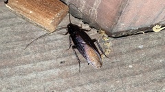 Periplaneta japonica