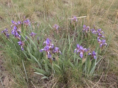 Iris glaucescens