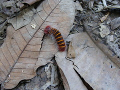 Pyrrhopyge