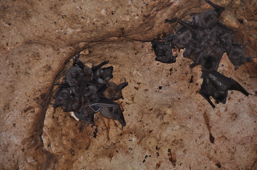 Brachyphylla cavernarum