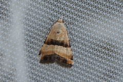 Pseudozarba bipartita