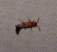 Distremocephalus texanus