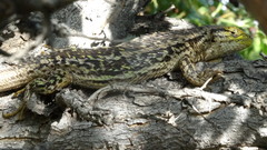 Liolaemus chiliensis