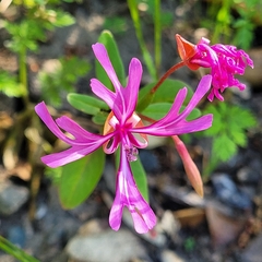 Clarkia concinna