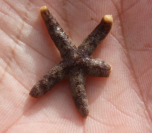 Henricia pumila