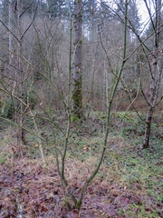 Acer circinatum