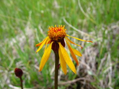Packera heterophylla