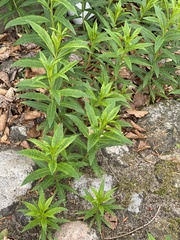 Chamaenerion angustifolium