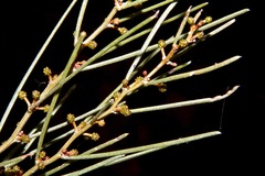 Acacia rigens
