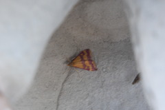 Pyrausta sanguinalis