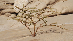 Eriogonum deflexum deflexum