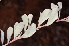 Acacia brachybotrya
