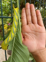 Acherontia