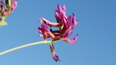 Astragalus crotalariae